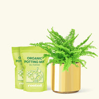 Medium Boston Fern (Nephrolepis exaltata bostoniensis) in a gold cylinder pot and two bag of soil.