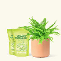 Medium Boston Fern (Nephrolepis exaltata bostoniensis) in a peach cylinder pot and two bag of soil.