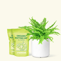 Medium Boston Fern (Nephrolepis exaltata bostoniensis) in a white cylinder pot and two bag of soil.