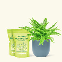 Medium Boston Fern (Nephrolepis exaltata bostoniensis) in a indigo rounded pot and two bag of soil.