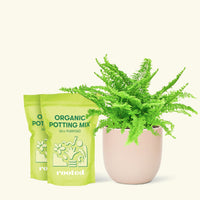 Medium Boston Fern (Nephrolepis exaltata bostoniensis) in a pink rounded pot and two bag of soil.