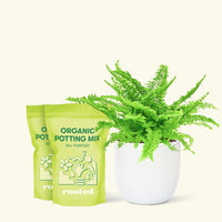 Medium Boston Fern (Nephrolepis exaltata bostoniensis) in a white rounded pot and two bag of soil.