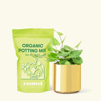 Small Heart Leaf Fern (Hemionitis arifolia) in a gold cylinder pot and a bag of soil.