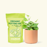 Small Heart Leaf Fern (Hemionitis arifolia) in a peach cylinder pot and a bag of soil.