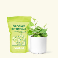 Small Heart Leaf Fern (Hemionitis arifolia) in a white cylinder pot and a bag of soil.