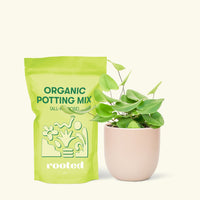 Small Heart Leaf Fern (Hemionitis arifolia) in a pink round pot and a bag of soil.