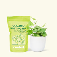 Small Heart Leaf Fern (Hemionitis arifolia)d in a white round pot and a bag of soil.