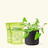 Medium Heartleaf Fern (Hemionitis arifolia) in a black cylinder pot and two bags of soil.