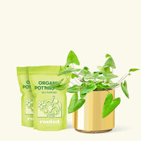 Medium Heartleaf Fern (Hemionitis arifolia) in a gold cylinder pot and two bags of soil.