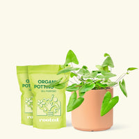 Medium Heartleaf Fern (Hemionitis arifolia) in a peach cylinder pot and two bags of soil.