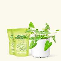 Medium Heartleaf Fern (Hemionitis arifolia) in a white cylinder pot and two bags of soil.