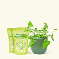 Medium Heartleaf Fern (Hemionitis arifolia) in a green rounded pot and two bags of soil.