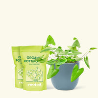 Medium Heartleaf Fern (Hemionitis arifolia) in a indigo rounded pot and two bags of soil.