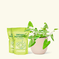 Medium Heartleaf Fern (Hemionitis arifolia) in a pink rounded pot and two bags of soil.