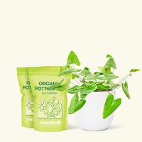 Medium Heartleaf Fern (Hemionitis arifolia) in a white rounded pot and two bags of soil.