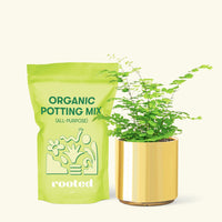 Small Maidenhair Fern (Adiantum aethiopicum) in a gold cylinder pot and a bag of soil.