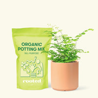 Small Maidenhair Fern (Adiantum aethiopicum) in a peach cylinder pot and a bag of soil.