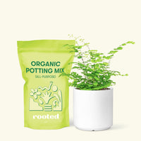 Small Maidenhair Fern (Adiantum aethiopicum) in a white cylinder pot and a bag of soil.