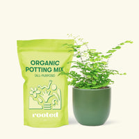 Small Maidenhair Fern (Adiantum aethiopicum) in a green rounded pot and a bag of soil.