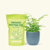 Small Maidenhair Fern (Adiantum aethiopicum) in a indigo rounded pot and a bag of soil.