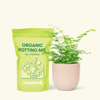 Small Maidenhair Fern (Adiantum aethiopicum) in a pink rounded pot and a bag of soil.