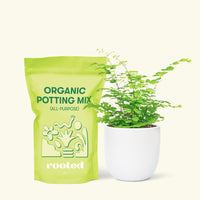 Small Maidenhair Fern (Adiantum aethiopicum) in a white rounded pot and a bag of soil.