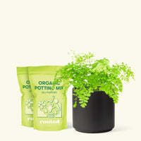 Medium Maidenhair Fern (Adiantum aethiopicum) in a black cylinder pot and two bags of soil.