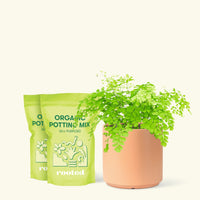 Medium Maidenhair Fern (Adiantum aethiopicum) in a peach cylinder pot and two bags of soil.