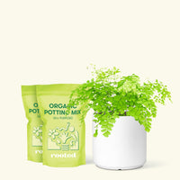 Medium Maidenhair Fern (Adiantum aethiopicum) in a white cylinder pot and two bags of soil.