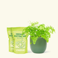 Medium Maidenhair Fern (Adiantum aethiopicum) in a green rounded pot and two bags of soil.