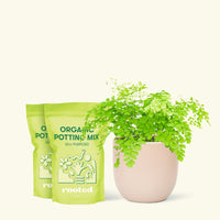 Medium Maidenhair Fern (Adiantum aethiopicum) in a pink rounded pot and two bags of soil.