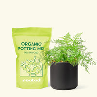 Small Rabbit Foot Fern in a black cylinder pot and a bag of soil.