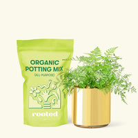 Small Rabbit Foot Fern in a gold cylinder pot and a bag of soil.