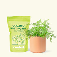 Small Rabbit Foot Fern in a peach cylinder pot and a bag of soil.