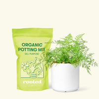 Small Rabbit Foot Fern in a white cylinder pot and a bag of soil.