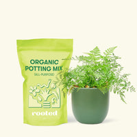 Small Rabbit Foot Fern in a green round pot and a bag of soil.
