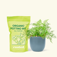 Small Rabbit Foot Fern in a indigo round pot and a bag of soil.