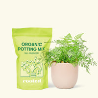 Small Rabbit Foot Fern in a pink round pot and a bag of soil.