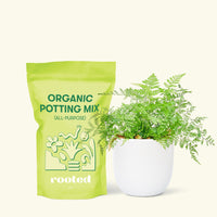 Small Rabbit Foot Fernd in a white round pot and a bag of soil.