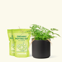 Rabbit Foot Fern, Medium