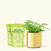 Rabbit Foot Fern, Medium
