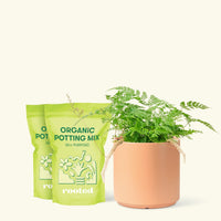 Rabbit Foot Fern, Medium