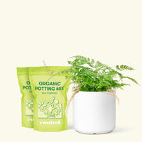 Rabbit Foot Fern, Medium