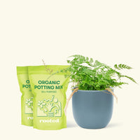 Rabbit Foot Fern, Medium