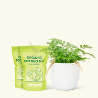 Rabbit Foot Fern, Medium