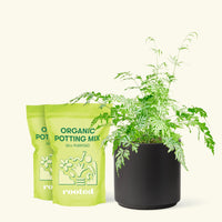 Medium Silver Lace Fern (Pteris ensiformis) in a black cylinder pot and two bag of soil.