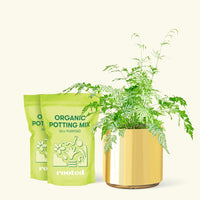 Medium Silver Lace Fern (Pteris ensiformis) in a gold cylinder pot and two bag of soil.