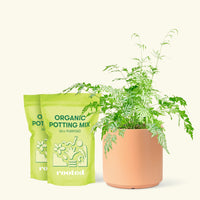 Medium Silver Lace Fern (Pteris ensiformis) in a peach cylinder pot and two bag of soil.