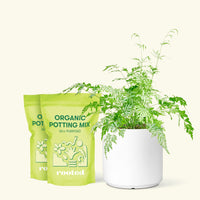 Medium Silver Lace Fern (Pteris ensiformis) in a white cylinder pot and two bag of soil.