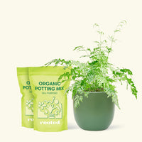 Medium Silver Lace Fern (Pteris ensiformis) in a green rounded pot and two bag of soil.